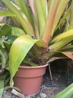 Bromeliads Large Orange