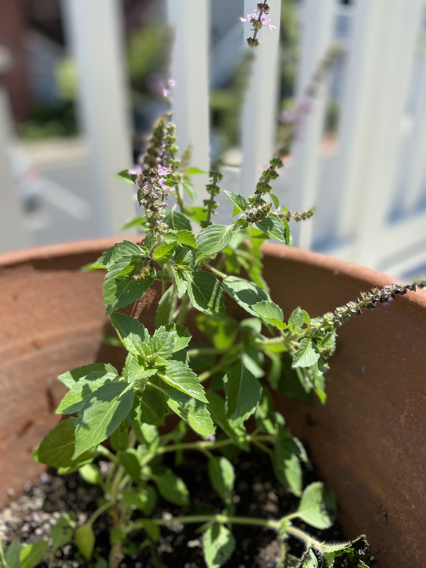 Holy Basil Plant