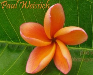 PAUL WEISSICH ROOTED CUTTING PLUMERIA PLANT -  13" -  1 TIP