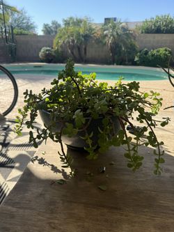 Outdoor Elephant Plant In Pot