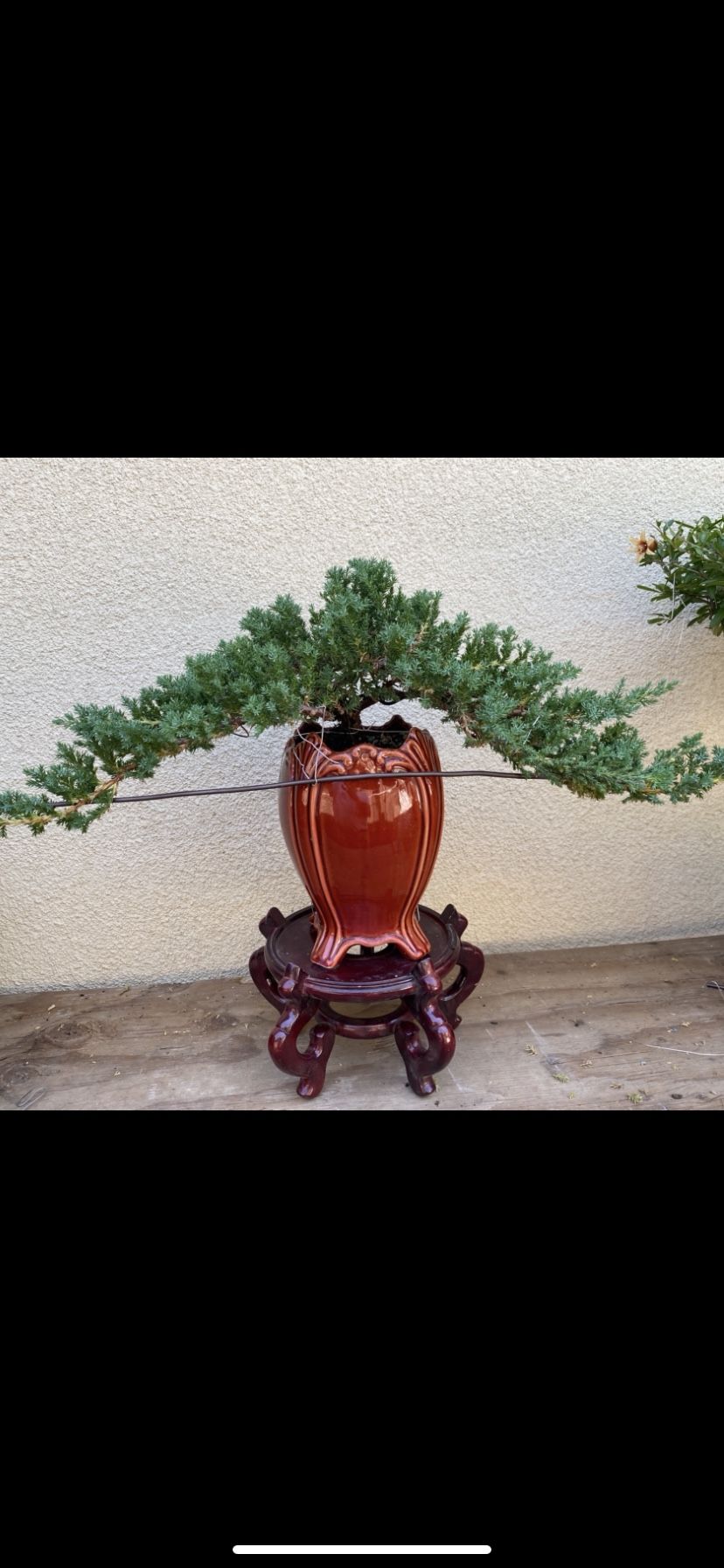 goldregen bonsai Goldregen-Samen – Samen des gelben Goldregenbaums zum Pflanzen – Pure Asia  Seeds main image 0
