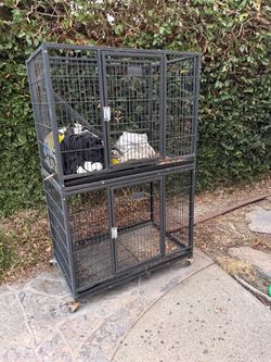 Crates Dogs