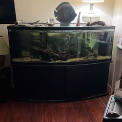 130gallon bow front tank 