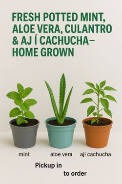 🌿 Fresh Potted Mint, Aloe Vera & Verbena – Home Grown