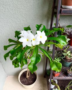 Bridal  bouquet  plant