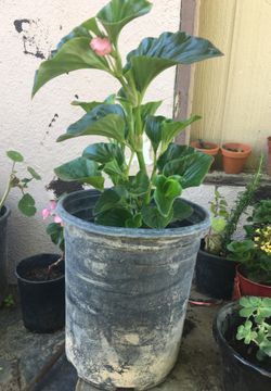 Plant
