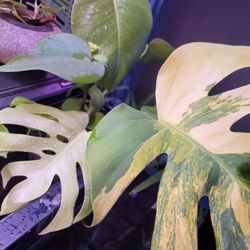 Monstera Aurea Top Cut Rooted