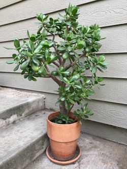 Jade Succulent or simply Lucky Plant