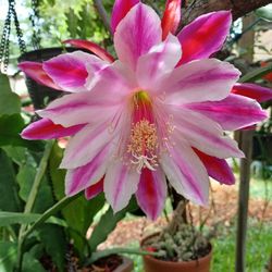 Epiphyllum, Cactus Orchid- X-large Flower Payaso Color Blooming Plant