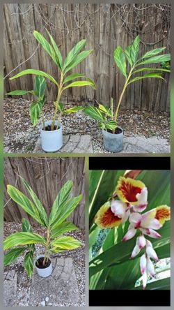 Variegated Shell Ginger *SOLD SEPARATELY *