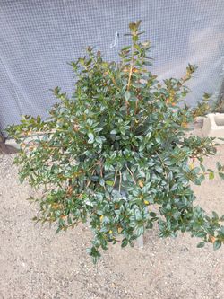 Gold fish plant 8" Nursery Pot
