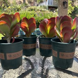 $8 Each – Paddle Plant Succulent (Flapjack) | Live & Easy Care