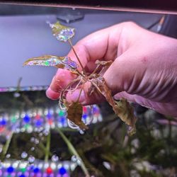 Cryptocoryne Wentii Brown 