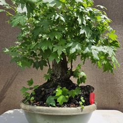 Old Sweetgum Bonsai Tree 