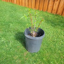 tengo Esta planta de durazno 