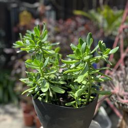 Sedum Dendroideum Succulent /Tree Stonecrop