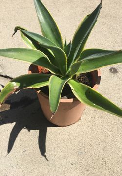 Agave