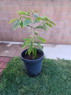 Avocado 🥑