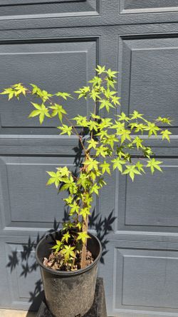 Fall Colors - Acer Palmatum 