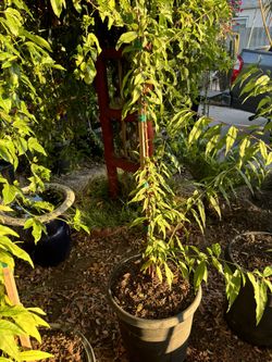 Yellow Peach 🍑 Trees 15 Gallon 