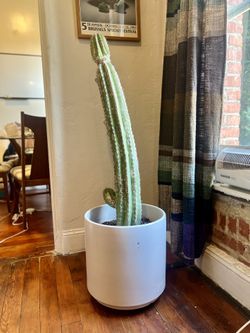 Beautiful Saguaro Cactus for Sale