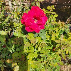 Beautiful Rose Bushes. 