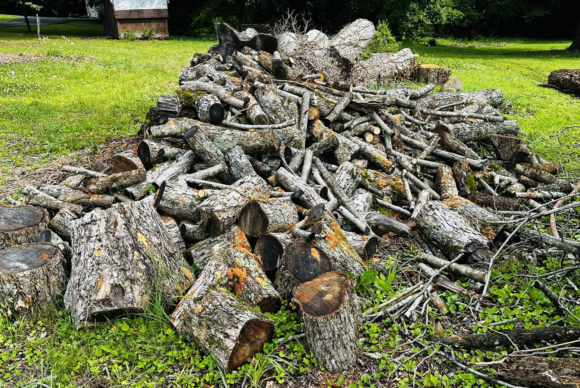 FREE!!! Pecan Wood.