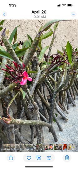 Big Sale! Plumeria plants by the cuttings