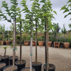 Mulberry Tree