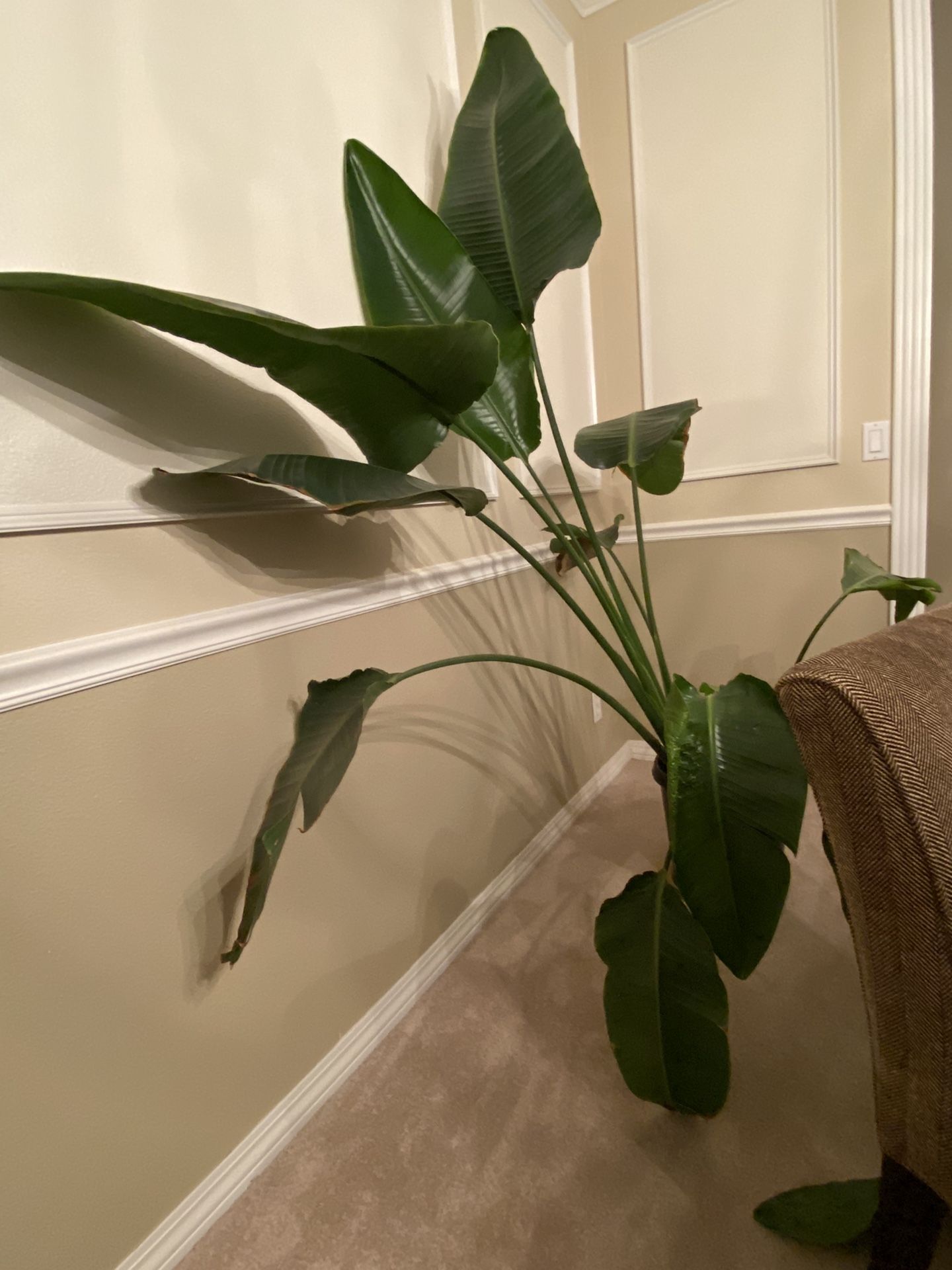 FREE Bird Of Paradise Plant