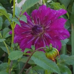 Dahlia Plants Purple Taijha $5 each