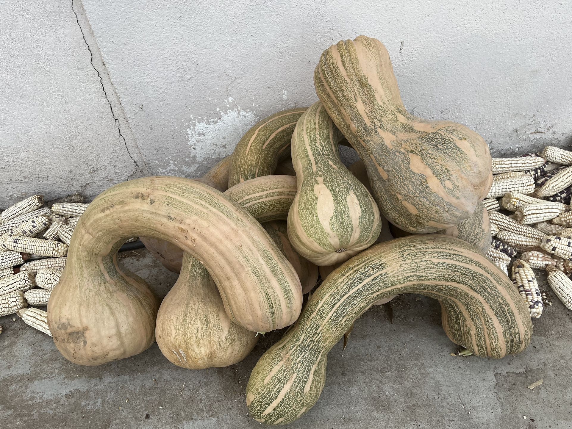 Calabazas Cultivadas Acá En El Rancho Precio Según El Tamaño De Calabaza 