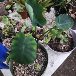 TARO PLANT TROPICAL  ROOTED ONLY $10 IN POT SAN LORENZO PLUS MORE Hawaii