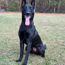 Pet Portrait Embroidery