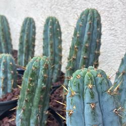 Blue Cactus 🌵 Succulents