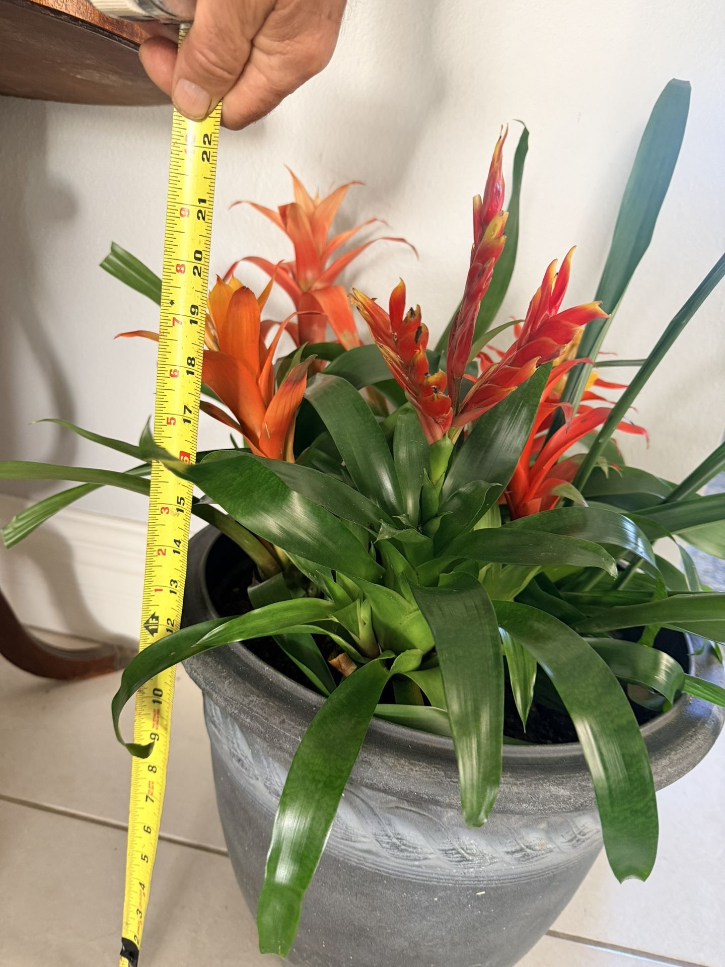 Bromelia Tufted Airplant $35 With Plant Pot Perfect For Christmas