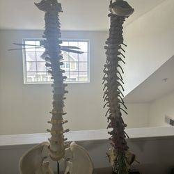 Anatomy Spines 