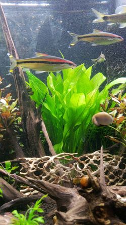 LIVE AQUATIC PLANT