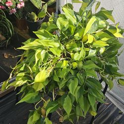 Philodendron Brazil live plants