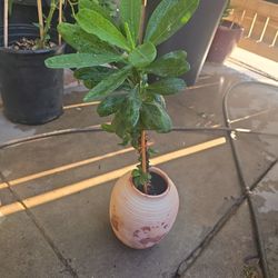 Crown of Thorns (Natural Plant)