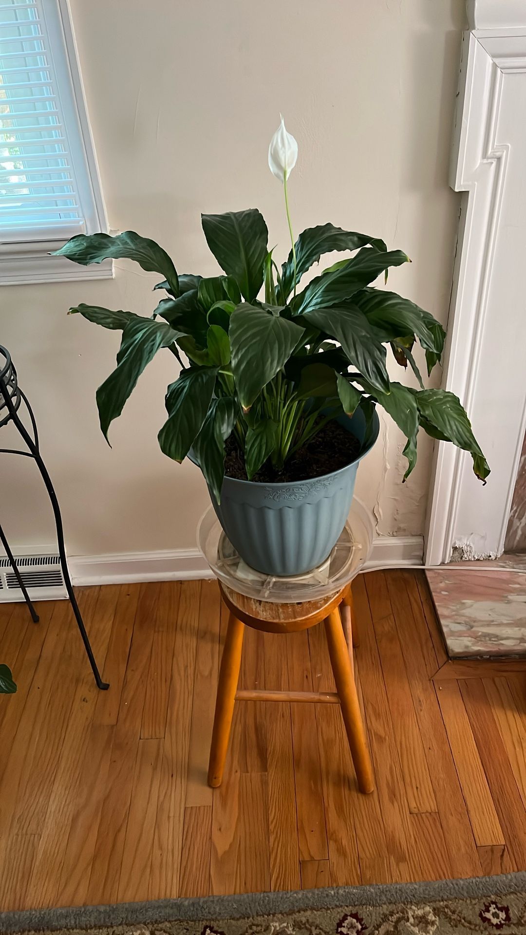 Peace Lily
