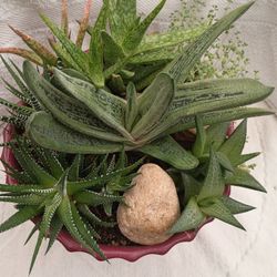 Succulents Arrangement Plants.