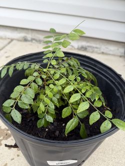 Curry Leaf Plants