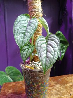 Rare Monstera Siltepecana~ El Salvador