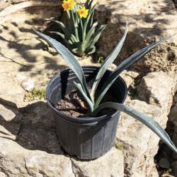 Several Blue Agave 12” pot  15 to 25 depending on size of plant