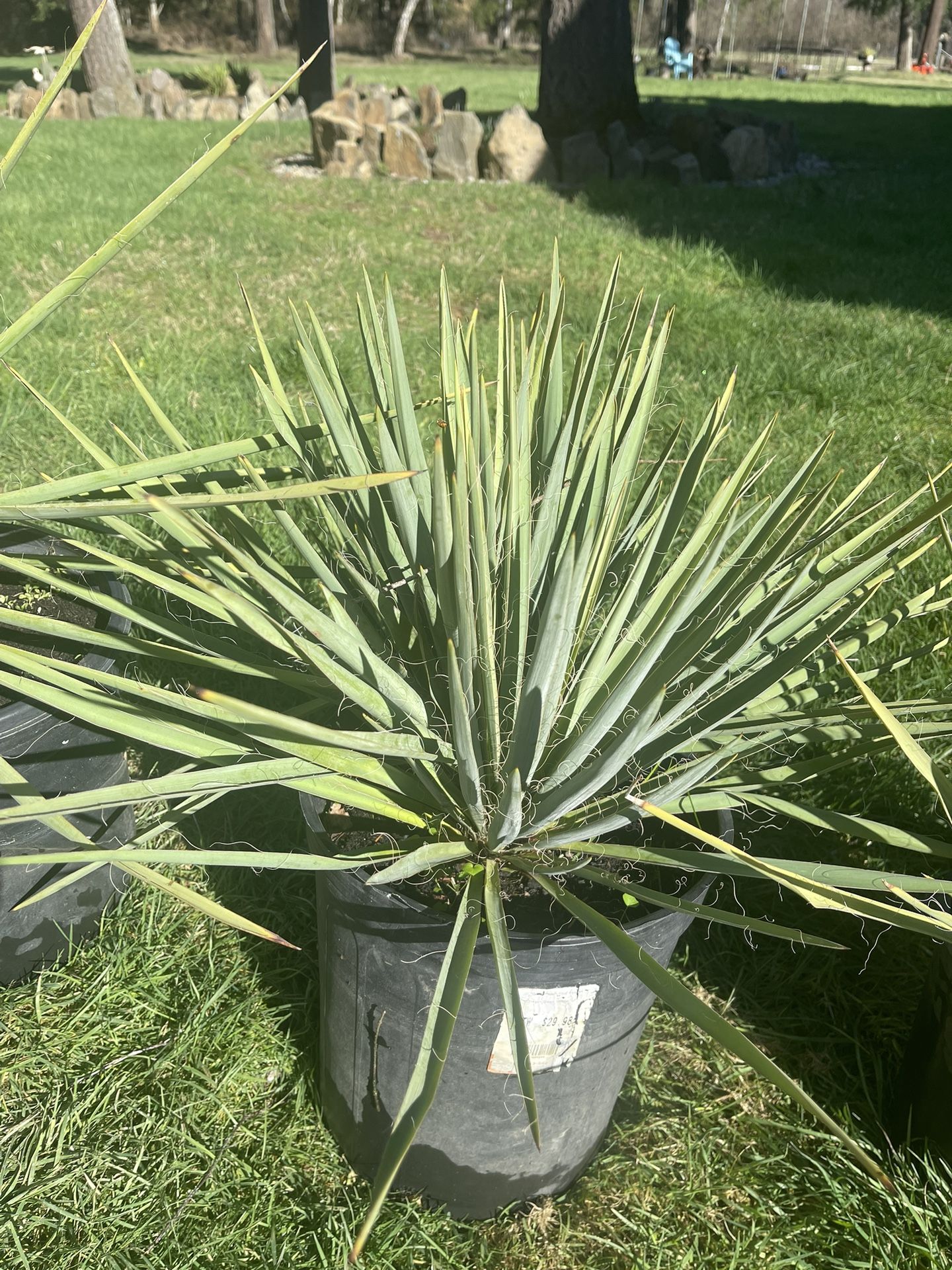Yucca Plants