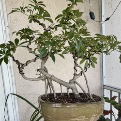 Bonsai Dwarf Umbrella Tree ( Arborícola Schefflera )