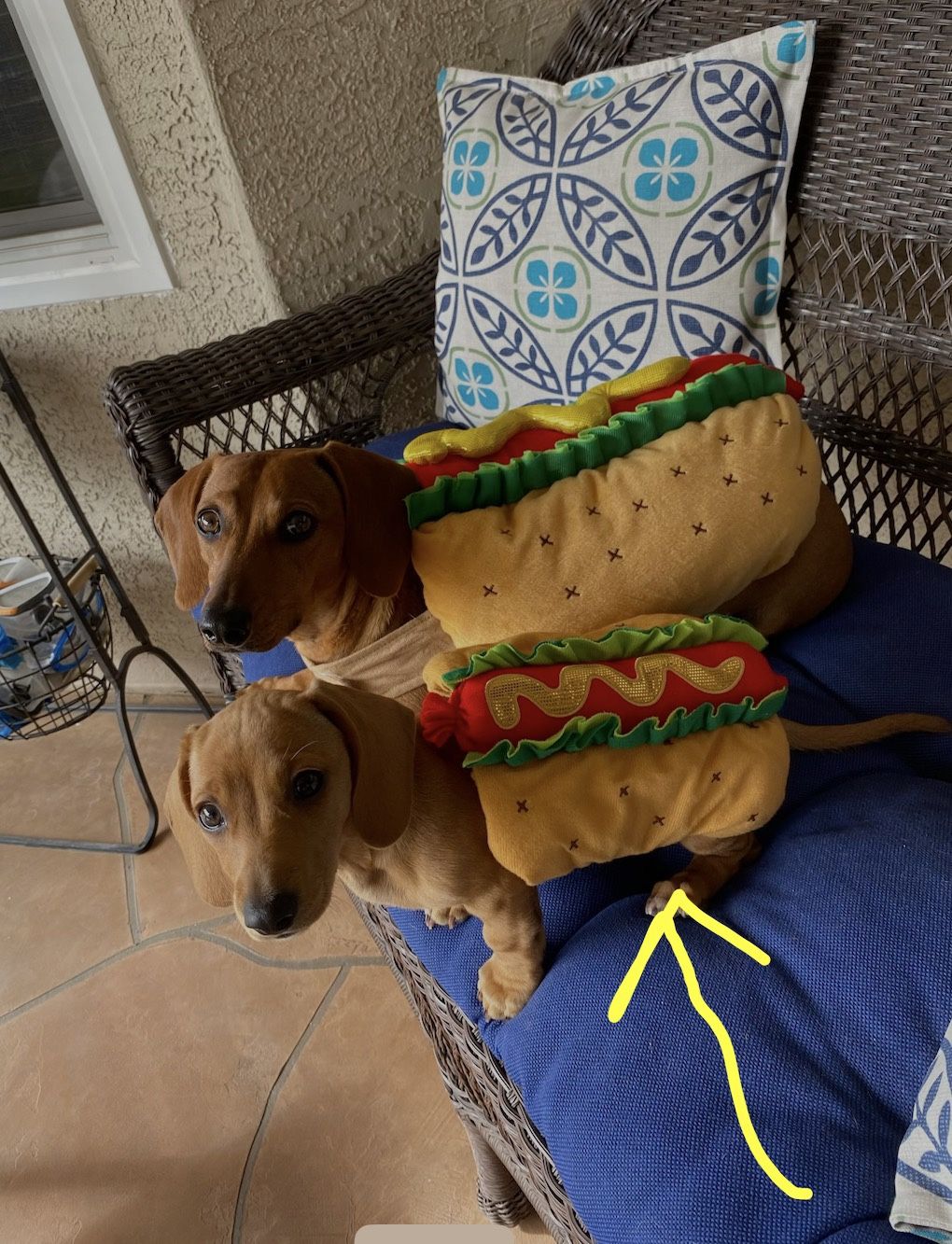 Hot Dog Halloween Costume For A Small Dog