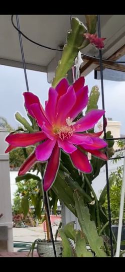 The orchid cactus has flower buds.