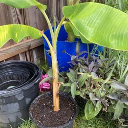 Banana Plant 10